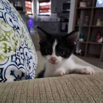 Boyd -  Domestic Short Hair Cat for Adoption in Valdosta, Georgia - Boyd | PetCurious