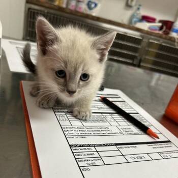 Cannoli -  Domestic Short Hair Cat for Adoption in Ottawa, Kansas - Cannoli | PetCurious