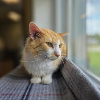 Homestead -  Domestic Long Hair Cat for Adoption in Mineral Point, Wisconsin - Homestead | PetCurious