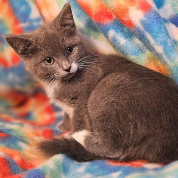 Marble -  Domestic Short Hair Cat for Adoption in Roswell, Georgia - Marble | PetCurious