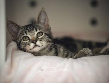 Olly -  Domestic Short Hair Cat for Adoption in Kalispell, Montana - Olly | PetCurious