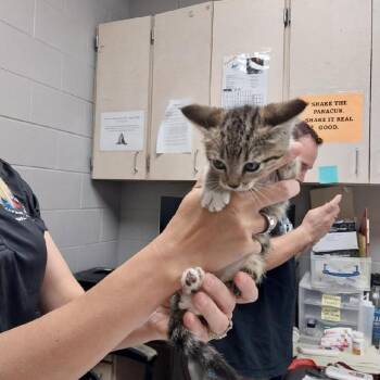 American Shorthair Cats Available for Adoption in Lufkin, Texas - Lillian | PetCurious