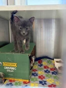 Asher -  Domestic Short Hair Cat for Adoption in Westland, Michigan - Asher | PetCurious