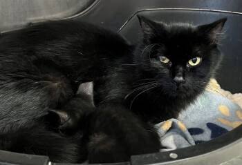 Rescue Domestic Long Hair Cats for Adoption in Stockton, California - KNIGHT | PetCurious