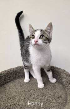 Rescue Domestic Short Hair Cats for Adoption in Rochester, New York - Harley | PetCurious