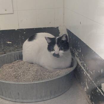 Domestic Short Hair Cats Available for Adoption - Luna | PetCurious