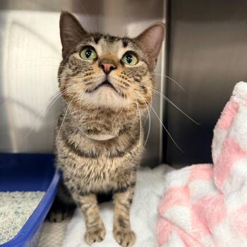 Domestic Short Hair Cats Available for Adoption - Bruce Springbean | PetCurious