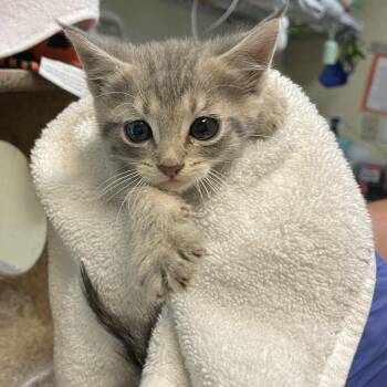 Ono -  Domestic Short Hair Cat for Adoption in Pasadena, California - Ono | PetCurious