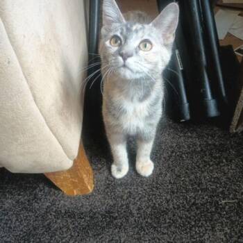 Ramona -  Dilute Calico Cat for Adoption in Canal Winchester, Ohio - Ramona | PetCurious