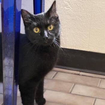 Blair -  Domestic Short Hair Cat for Adoption in Tulsa, Oklahoma - Blair | PetCurious