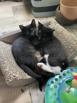 Rescue Domestic Short Hair Cats for Adoption in Springfield, Oregon - Soot | PetCurious