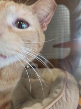 Domestic Short Hair Cats Available for Adoption in Dallas, Texas - Shorty 0413 | PetCurious