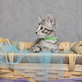 Bennett-C -  Domestic Short Hair Cat for Adoption in East St. Louis, Illinois - Bennett-C | PetCurious