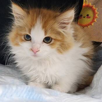 Rescue Domestic Long Hair Cats for Adoption in Toledo, Ohio - Jinx | PetCurious