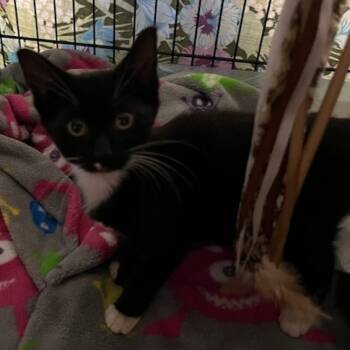 Rescue Domestic Short Hair Cats for Adoption in Sandy Springs, Georgia - Baby Dot | PetCurious