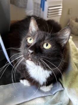 Angel (long fur) watch VIDEO -  Domestic Long Hair Cat for Adoption in Port Orange, Florida - Angel (long Fur) Watch VIDEO | PetCurious