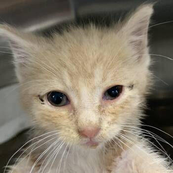 Rescue Domestic Short Hair Cats for Adoption in Washburn, Missouri - Pipsqueak | PetCurious