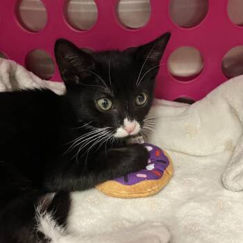 Biff -  Domestic Short Hair Cat for Adoption in Keizer, Oregon - Biff | PetCurious