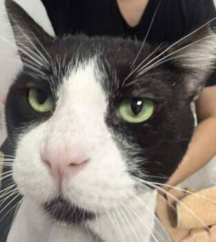 Bigtux La Casita -  Tuxedo Cat for Adoption in Chandler, Arizona - Bigtux La Casita | PetCurious