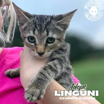 Linguni -  Domestic Short Hair Cat for Adoption in Wilmington, North Carolina - Linguni | PetCurious