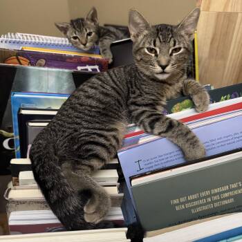 Alexei -  Domestic Short Hair Cat for Adoption in Chandler, Arizona - Alexei | PetCurious