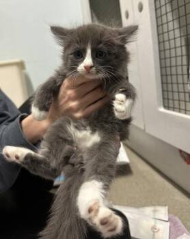 Potato -  Domestic Short Hair Cat for Adoption in Palm Coast, Florida - Potato | PetCurious