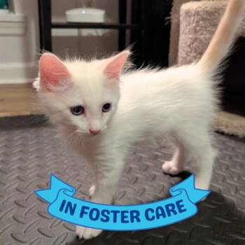 ALBERT -  Domestic Medium Hair Cat Available for Adoption in Tallahassee, Florida - ALBERT | PetCurious
