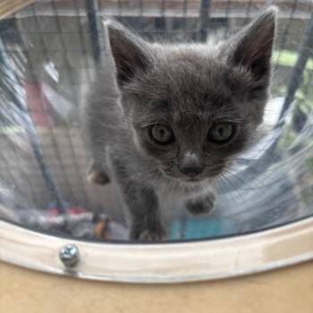Dilute Tortoiseshell Cats Available for Adoption in Costa Mesa, California - Rosalie  | PetCurious