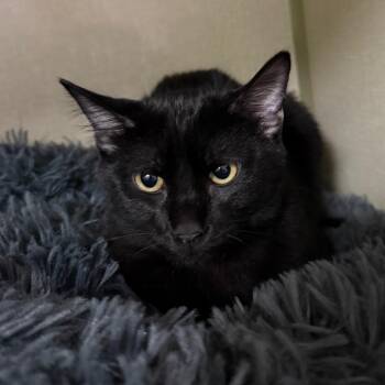Apollo -  Domestic Short Hair Cat for Adoption in Denver, Colorado - Apollo | PetCurious