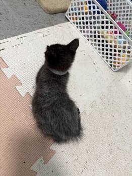 Ghost -  Bombay Cat for Adoption in Paulina, Louisiana - Ghost | PetCurious