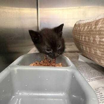 Coin -  Domestic Short Hair Cat for Adoption in Auburn, Alabama - Coin | PetCurious