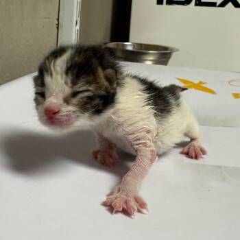 Domestic Short Hair Cats Available for Adoption in Yuma, Arizona - Suko | PetCurious