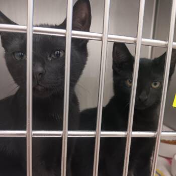 Domestic Short Hair Cats Available for Adoption in New York, New York - Pluto | PetCurious