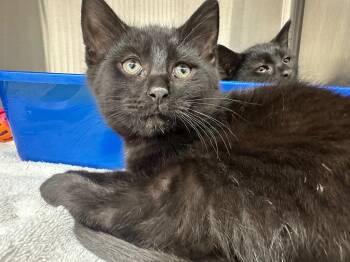 Toulouse -  Domestic Short Hair Cat Available for Adoption in Lake City, Arkansas - Toulouse | PetCurious