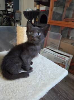 *Ragnar -  Domestic Short Hair Cat for Adoption in Newnan, Georgia - *Ragnar | PetCurious
