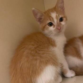 Little Foot -  Domestic Short Hair Cat for Adoption in Dayton, Ohio - Little Foot | PetCurious