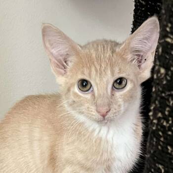 Rescue Tabby Cats for Adoption in Chicago, Illinois - Fushia | PetCurious