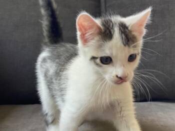 MESSI -  Domestic Short Hair Cat Available for Adoption in Palo Alto, California - MESSI | PetCurious
