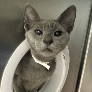Sea Salt -  Domestic Short Hair Cat for Adoption in Walnut Creek, California - Sea Salt | PetCurious