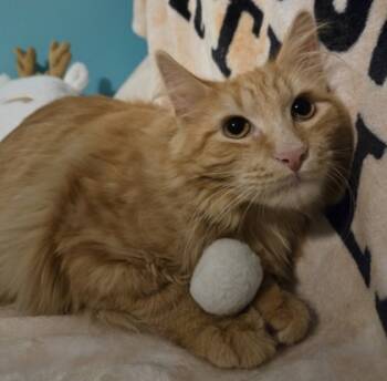 Rescue Domestic Long Hair and Domestic Short Hair Cats for Adoption in Elk Grove Village, Illinois - Reeses | PetCurious