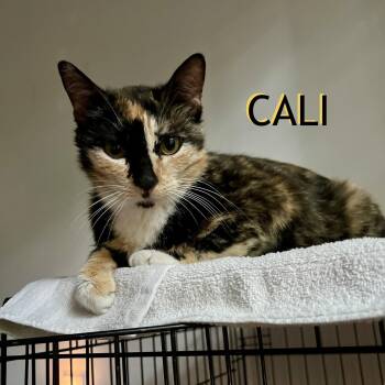 Cali -  Domestic Short Hair Cat for Adoption in Hazlet, New Jersey - Cali | PetCurious