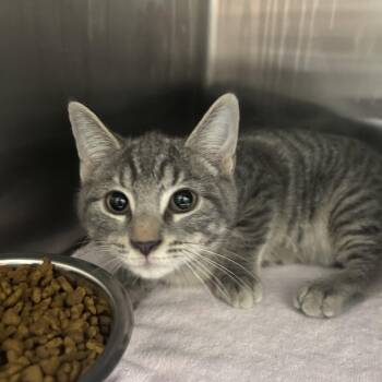 Beavus  26-0763 -  Domestic Short Hair Cat for Adoption in Yanceyville, North Carolina - Beavus  26-0763 | PetCurious
