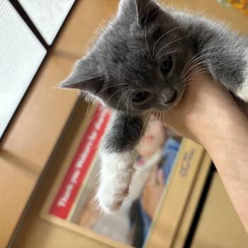 MaryLyon & DeaconPorter & Mcgregor -  Domestic Short Hair Cat for Adoption in Worcester, Massachusetts - MaryLyon & DeaconPorter & Mcgregor | PetCurious