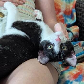 Rescue Domestic Short Hair Cats for Adoption in Dickson, Tennessee - Clove | PetCurious