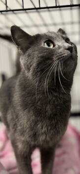 Domestic Short Hair Cats Available for Adoption in Holland, Michigan - Lyric | PetCurious