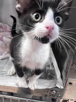 Sitcom -  Domestic Short Hair Cat for Adoption in Houston, Texas - Sitcom | PetCurious