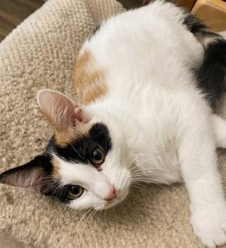 Gala -  Domestic Short Hair Cat for Adoption in Whitestown, Indiana - Gala | PetCurious