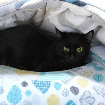 Domestic Short Hair and Manx Cats Available for Adoption in Gainesville, Georgia - Jelly | PetCurious