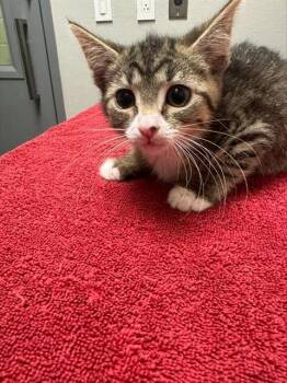 SPARE TIRE -  Domestic Short Hair Cat for Adoption in Leesburg, Virginia - SPARE TIRE | PetCurious