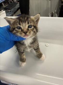 *GREEN -  Domestic Short Hair Cat for Adoption in Woodland, California - *GREEN | PetCurious